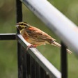 Kefalonia Birds